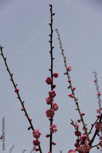 The Charm of Sakura Blooms, Mesmerizing Cherry Blossom Scenes, Harmony in Bloom, Pink Petals
