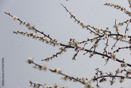 The Charm of Sakura Blooms, Mesmerizing Cherry Blossom Scenes, Harmony in Bloom, Pink Petals