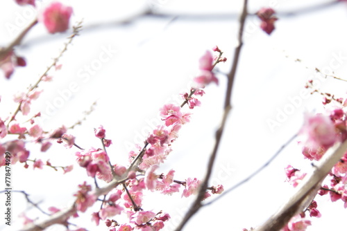 The Charm of Sakura Blooms, Mesmerizing Cherry Blossom Scenes, Harmony in Bloom, Pink Petals