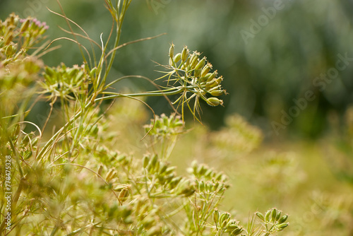 Most popular cumin seeds plant in Egyptian field,unripped cumin crop dry plants,The most widely used spice is cumin or plant,Carum or Caraway and carvi. cumin flower.