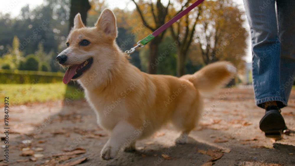 Close up small friend lovely puppy welsh corgi pembroke dog going on leash in park outdoors female legs unrecognizable woman handler owner walking with happy furry fluffy little pup in city love pet