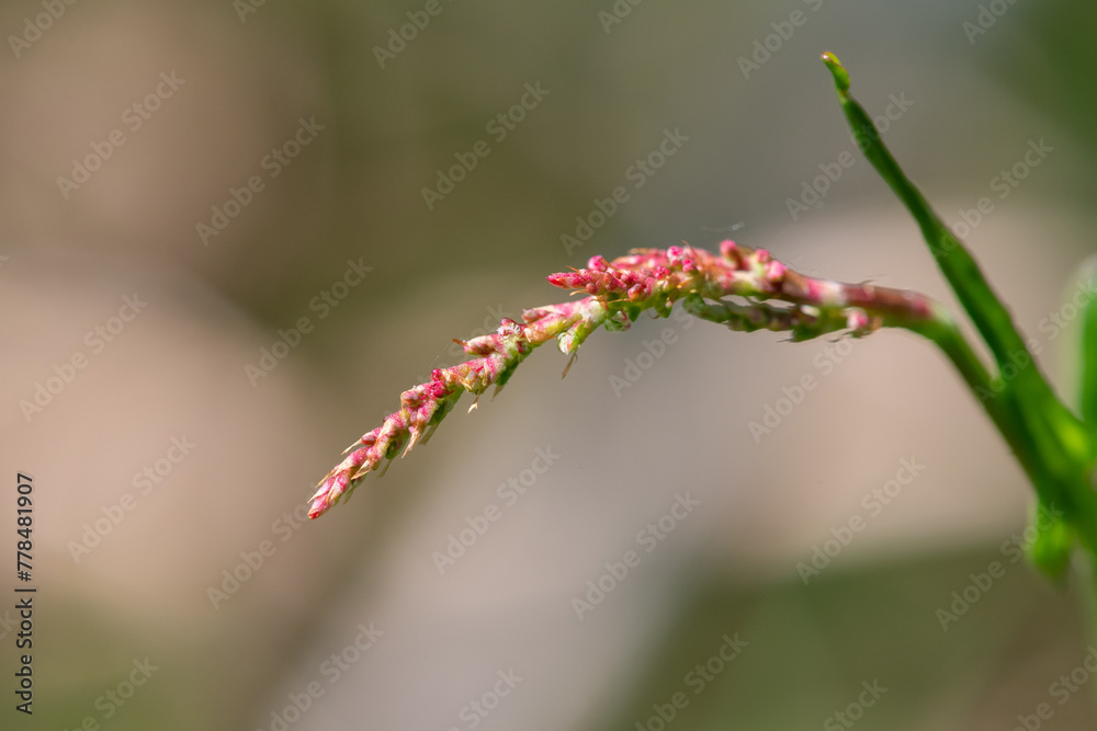Macro shot of red sorrel (rumex acetosella) in bloom Macro shot of red sorrel (rumex acetosella) in bloom