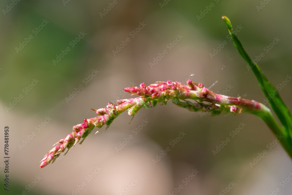 Macro shot of red sorrel (rumex acetosella) in bloom Macro shot of red sorrel (rumex acetosella) in bloom