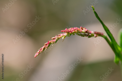 Macro shot of red sorrel (rumex acetosella) in bloom