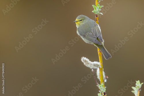 Orange-crowned Warbler