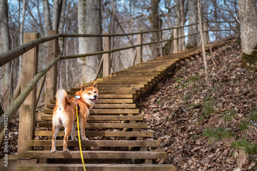 A red shiba inu dog on the wooden steps at nature park o sunny spring day