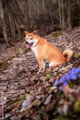 A red shiba inu dog is sitting in the forest on sunny spring day