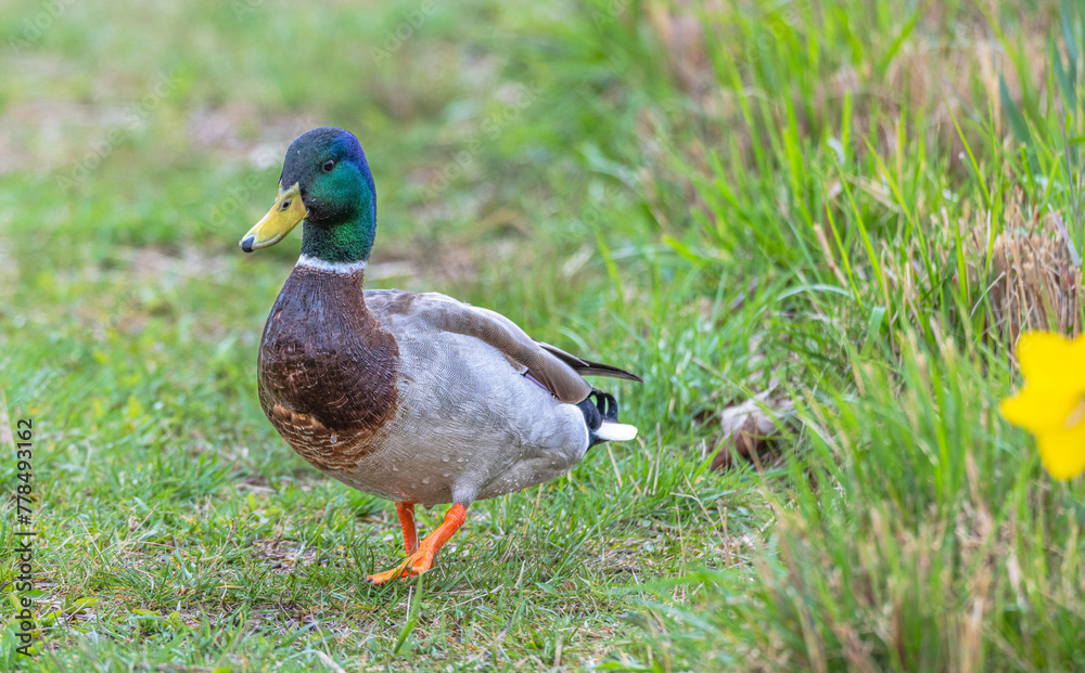 Portrait of a male mallard duck, or drake, walking in the bright green grass toward the camera in spring. Portrait of a male mallard duck, or drake, walking in the bright green grass toward the camera in spring.
