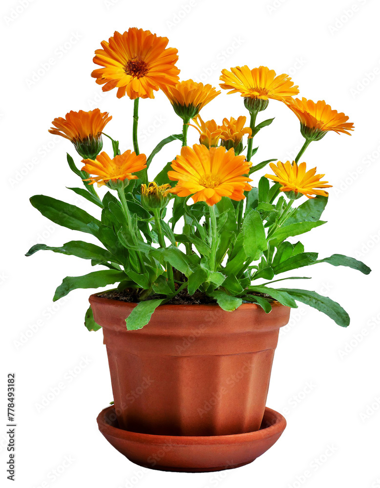 Fototapeta premium orange calendula flower in a flowerpot isolated with transparent background. clipart. png
