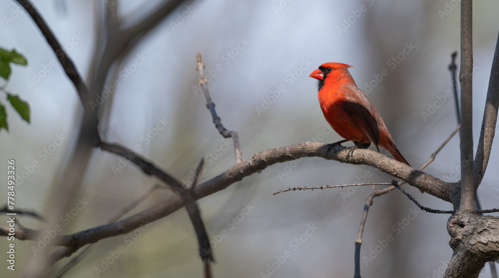 Northern cardinal perched on a bare branch. Northern cardinal perched on a bare branch.
