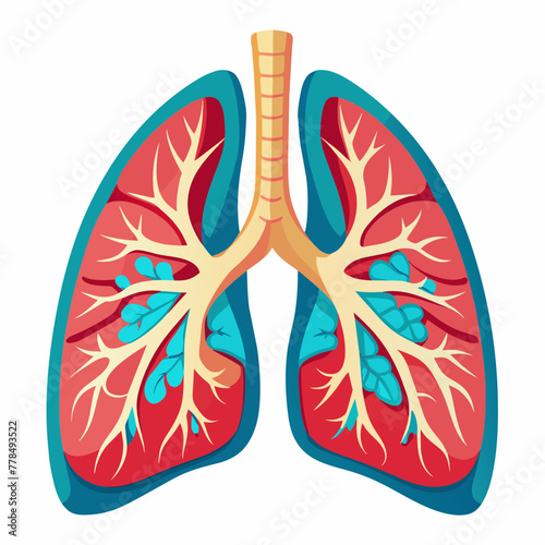 Lungs Isolated on White Background for Medical Illustrations