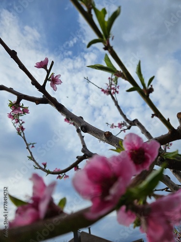 Персиковая весна 