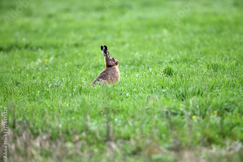 Frei lebende Tiere in Serie zu Pfingsten. langohr Hase sitzt auf grüner Natur-Wiese im Grasfeld.