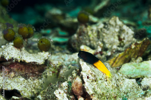 A two color combtooth blenny