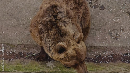 Close up of brown bear head seen from above moving around photo