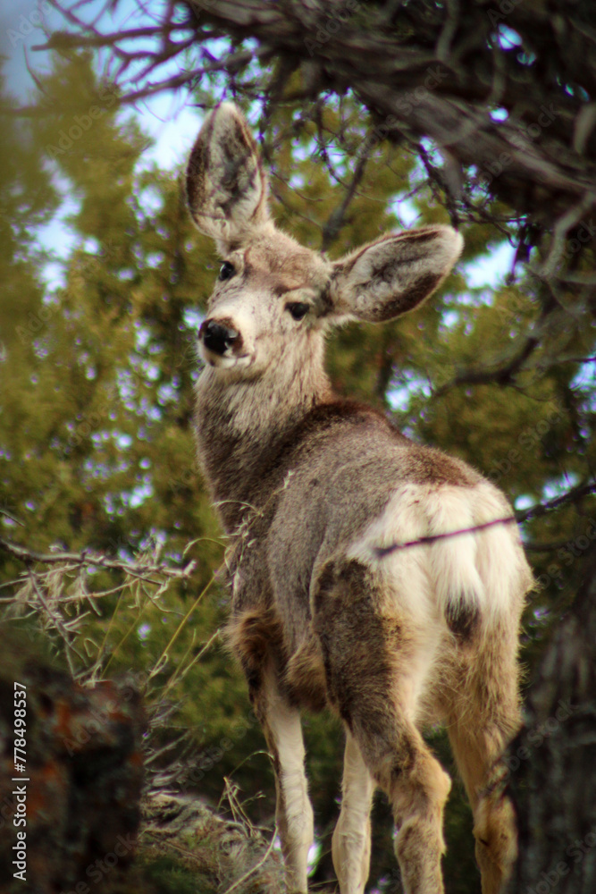 Fototapeta premium Idaho Mule Deer