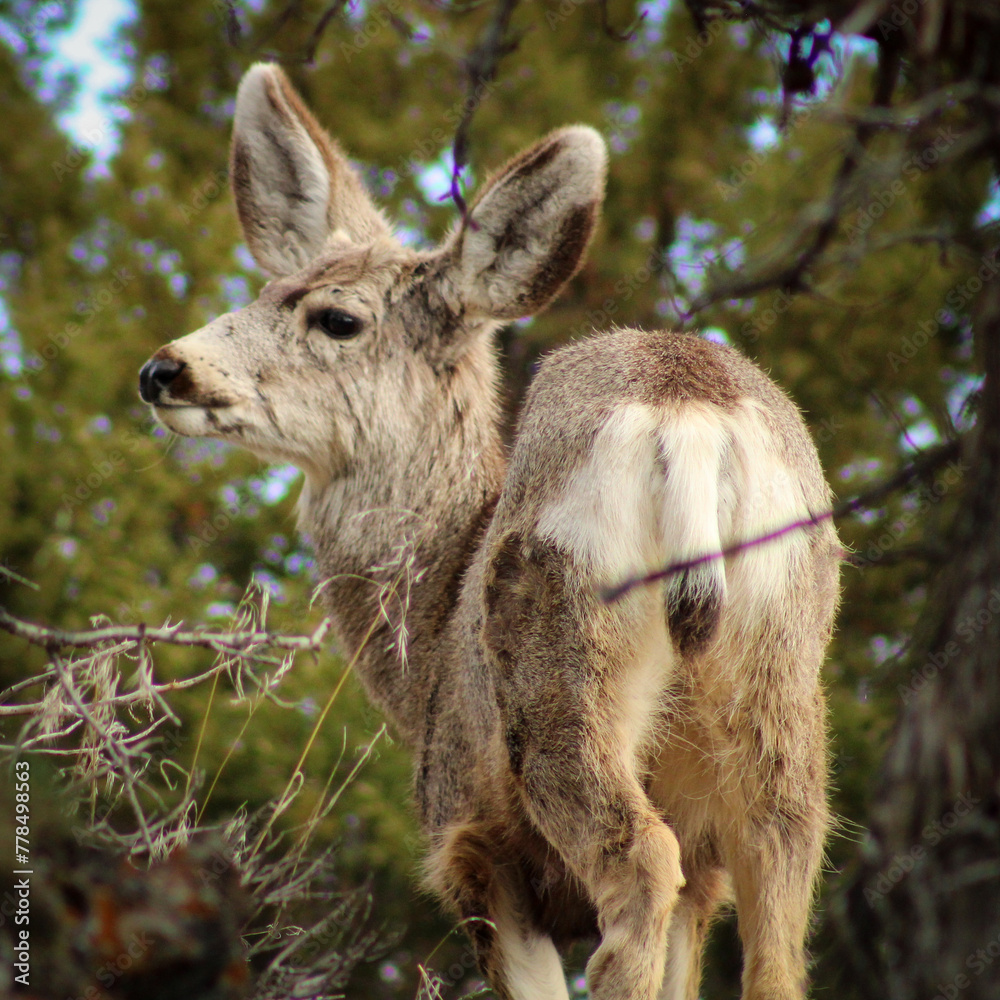 Idaho Mule Deer