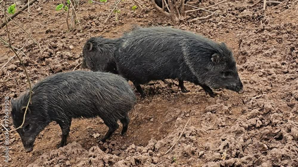 Close up peccary pig standing in mud moving in slow motion. Close up peccary pig standing in mud moving in slow motion.