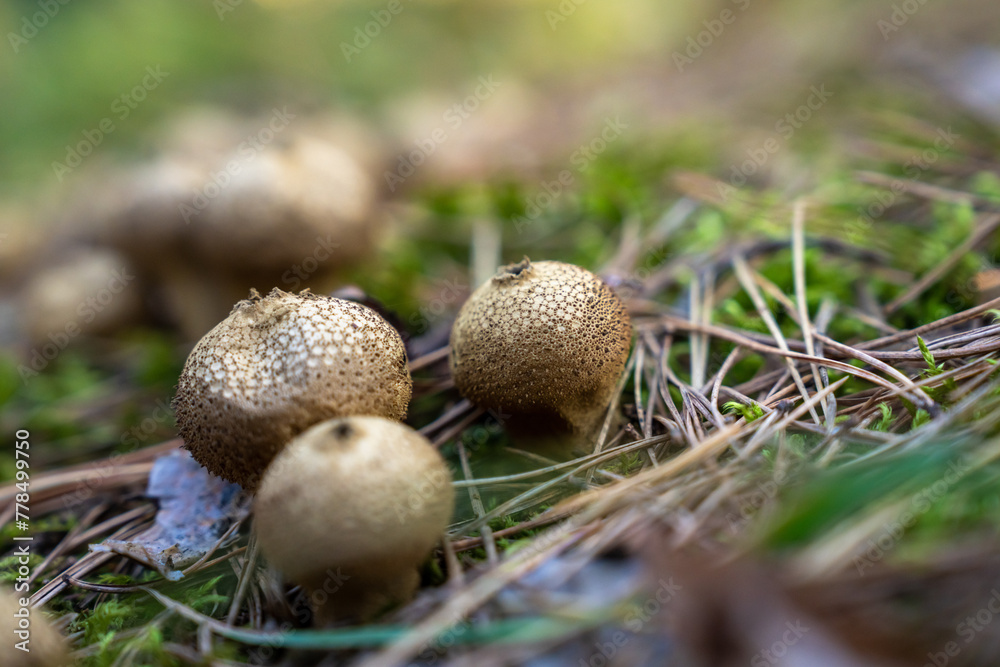 Autumn mushroom in the forest, close up, natural, stock photography Autumn mushroom in the forest, close up, natural, stock photography