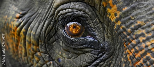 Detailed view of the eye of an elephant, showing a striking yellow iris and intricate patterns on the eyeball