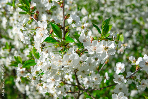 White cherry flowers