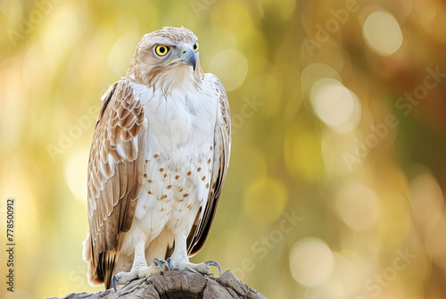 Short-toed Eagle Circaetus gallicus standing on a tree trunk photo