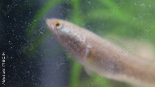 The Javanese snakehead fish, or Channa striata, known locally as ikan gabus or ikan kotes, inhabits freshwater bodies like rivers and swamps. It feeds on smaller fish, insects, and aquatic invertebrat photo