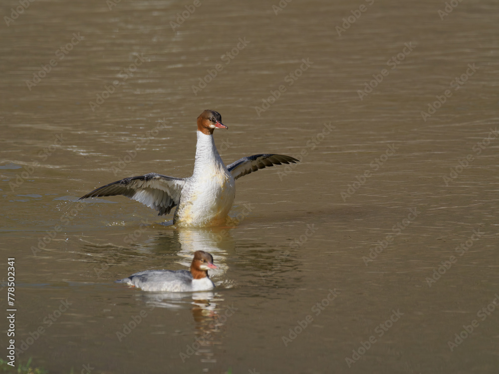 Obraz premium Gänsesäger