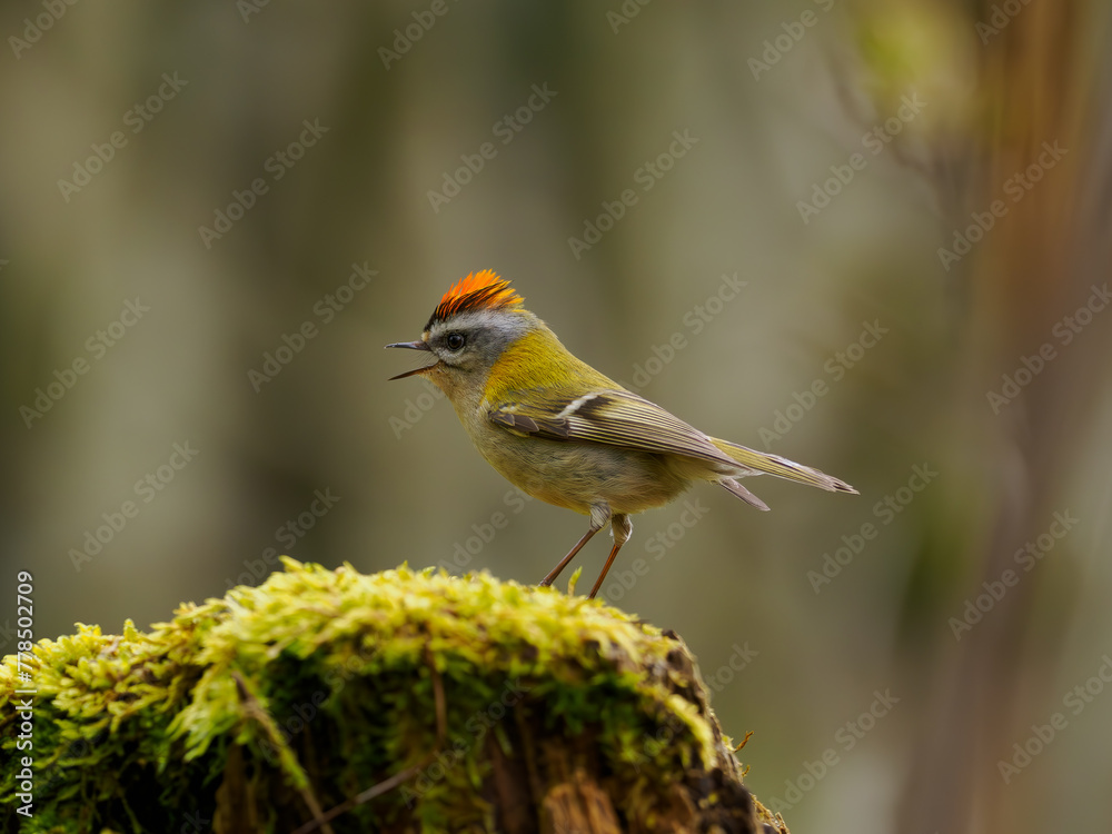 Fototapeta premium Sommergoldhähnchen