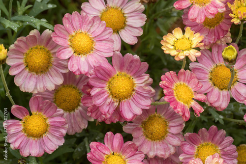 Marguerite Daisy 'Angelic Sweets' in bloom.