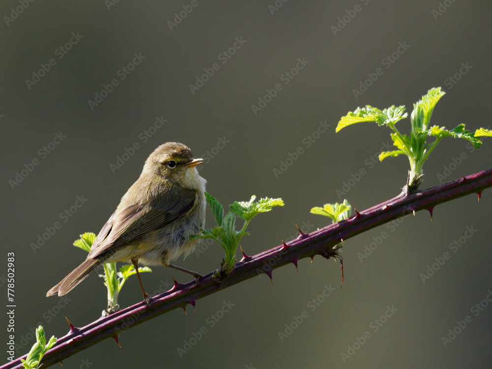 Obraz premium bird, natur, wild lebende tiere, gelb, ast, bunt, schön, singvogel,vogel, vögel, 