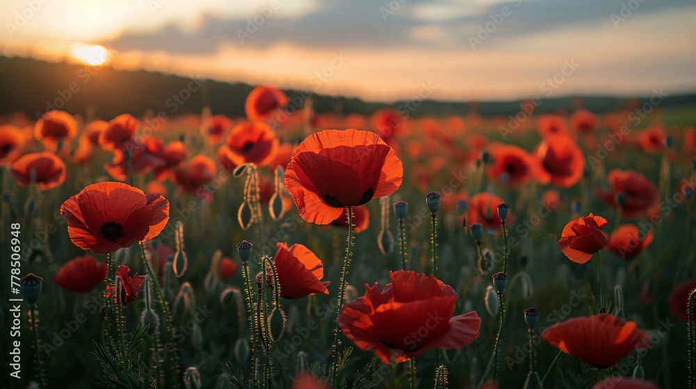 poppy field at sunset close-up