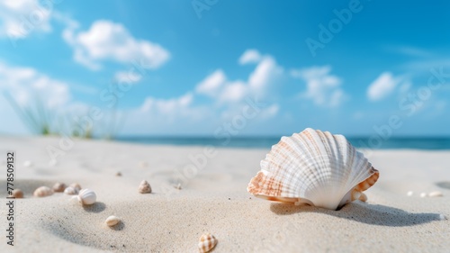 Seashells on Sunny Beach Shore