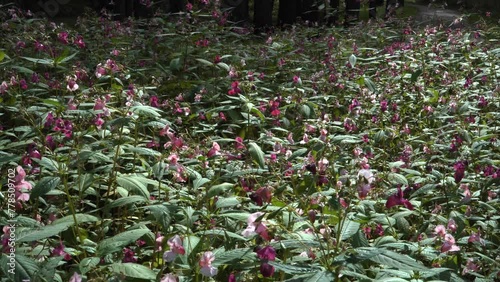 The Himalayan balsam (Impatiens glandulifera) is a big, yearly flowering plant that's become invasive across much of the Northern Hemisphere. A zoom-in view scene in wild nature on a sunny day. photo