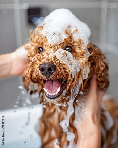 Portrait of dog, a happy poodle in bathroom, bathing, with bubbles on head