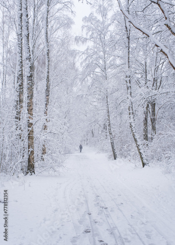 Man walking through wood land with snow covered trees in gothenburg sweden