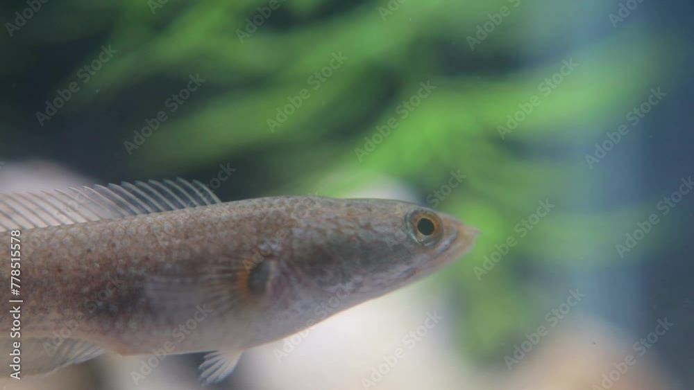 The Javanese snakehead fish, or Channa striata, known locally as ikan gabus or ikan kotes, inhabits freshwater bodies like rivers and swamps. It feeds on smaller fish, insects, and aquatic invertebrat The Javanese snakehead fish, or Channa striata, known locally as ikan gabus or ikan kotes, inhabits freshwater bodies like rivers and swamps. It feeds on smaller fish, insects, and aquatic invertebrat