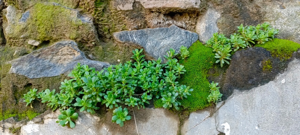 Sea Sandwort, Honckenya peploides with Sedum Species on stones HD closeup stock photo