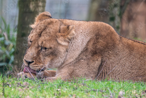 lion in the grass