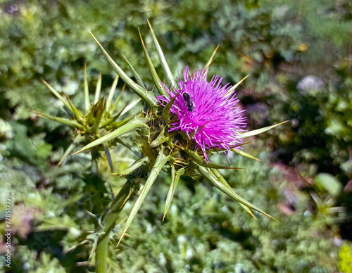 thistle thorn flower in bloom HD closeup stock photo