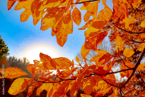 Orange autumn leaves blue sky