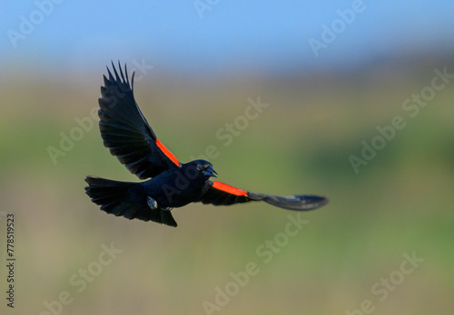 Male red-winged blackbird (Agelaius phoeniceus) flying and displaying over tidal marsh, Galveston, Texas, USA.