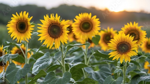 Sunflower growing field at sunset © Spyrydon
