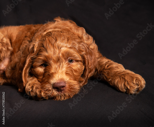Close up of cute red headed tired puppy