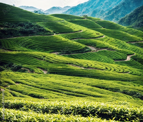 A green tea field with rows of tea plants growing in neat lines. © Miklos