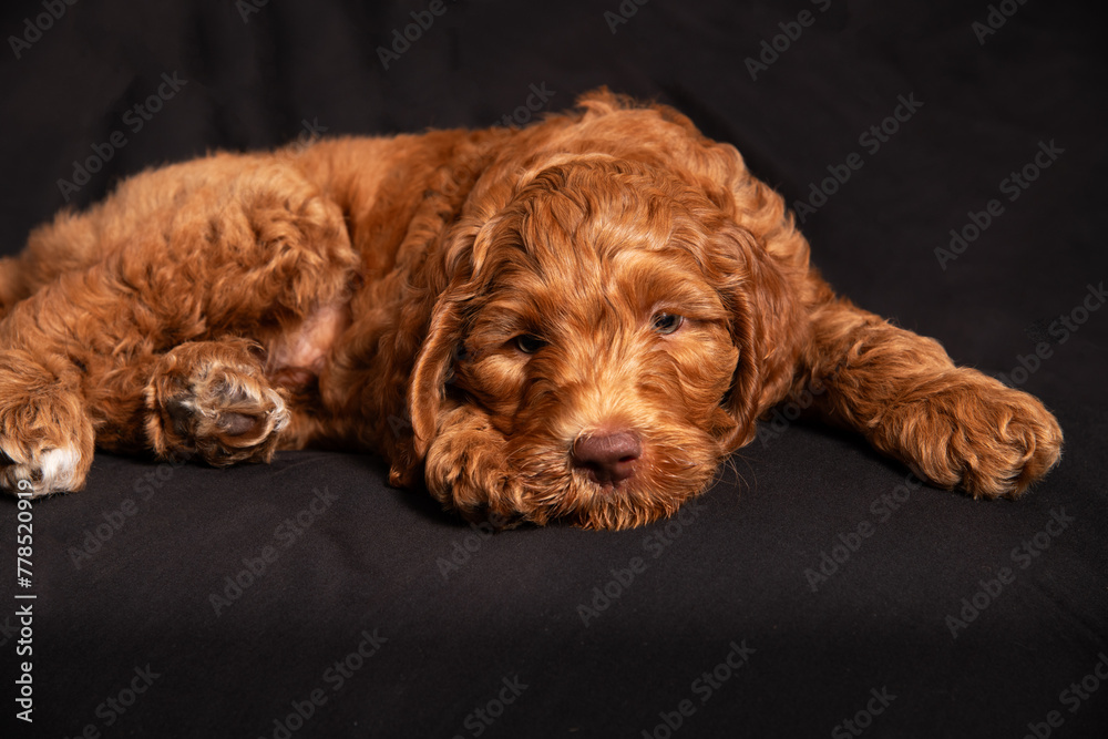 Cute tired red headed puppy 1 Cute tired red headed puppy 1