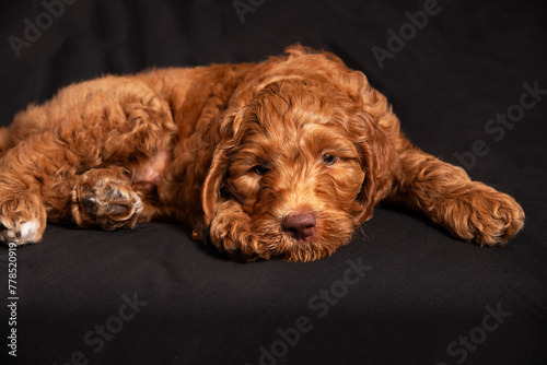 Cute tired red headed puppy 1