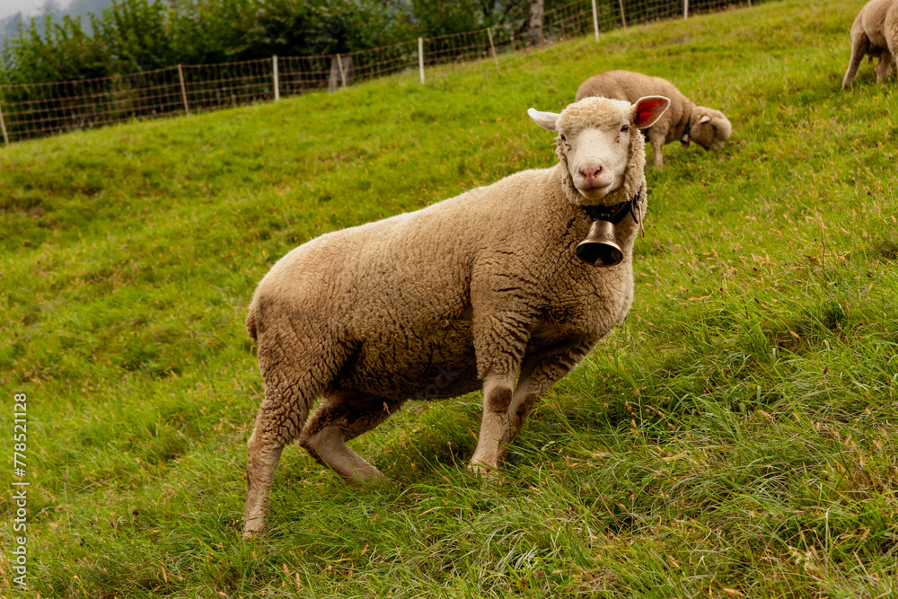 Sheep on Mount Pilatus,