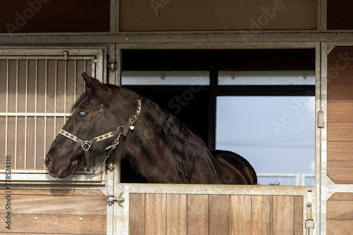 Pferd mit blindem Auge © Nadine Haase