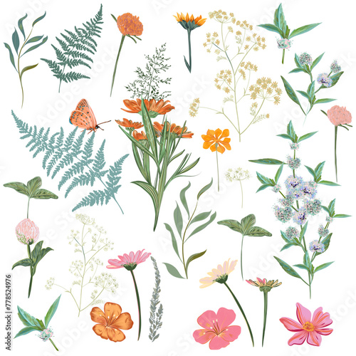 Collection of vector flowers and herbs for design